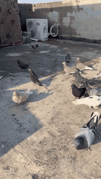 متاح برج كامل تعزيلها وحمام كلها زين تريد مشروط تريد هيج تك ب15قفل وها...