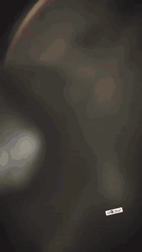 ماكس منغولي ٥٥ • مكفولة • كاملة