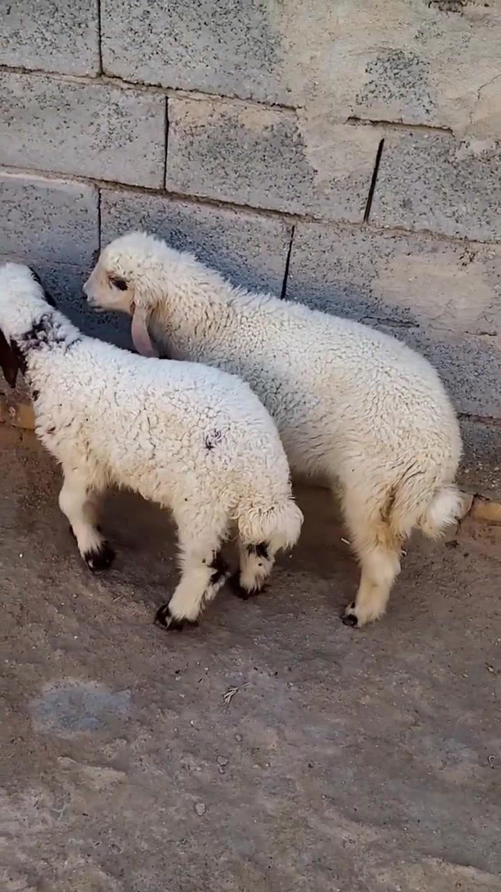 👈الـــسعر ابلاش 350 قفل ♥️ 
زوج نثايه حلوات وسمان مكان الشطره  ***********

