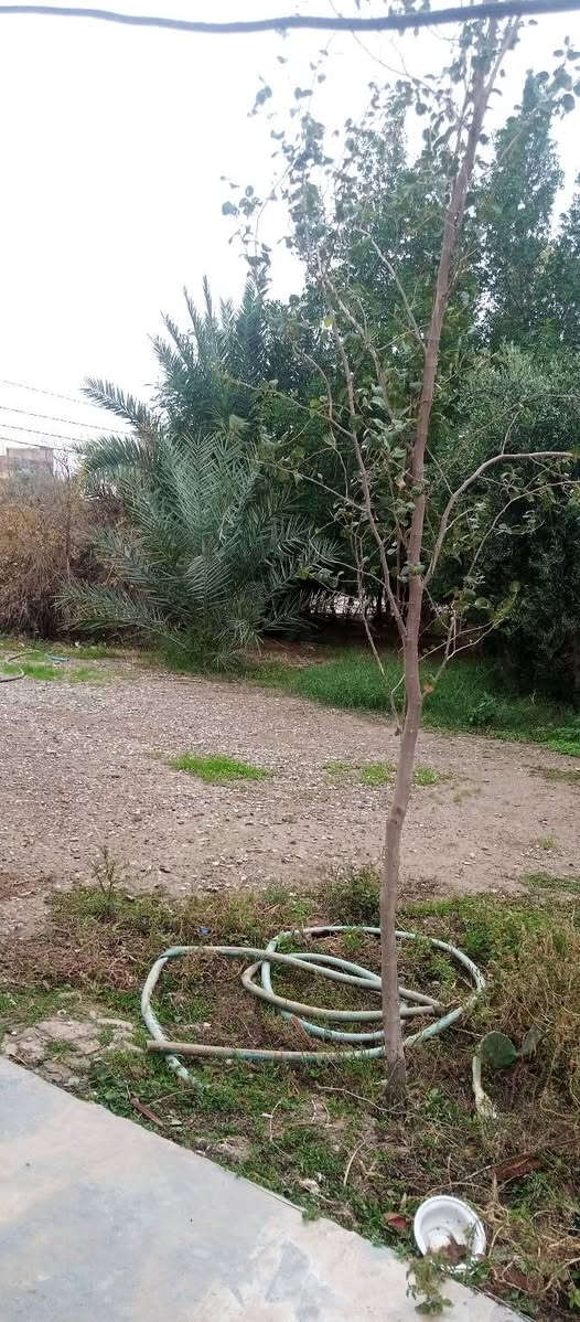 بيت بخانقين جبراوة مساحته 1000م 250 بناء والباقي بستان زيتون ورمان واشجار ظل بيه بير  سعره 50 وبيه مجال للاتصال على الرقم الموجود ***********
