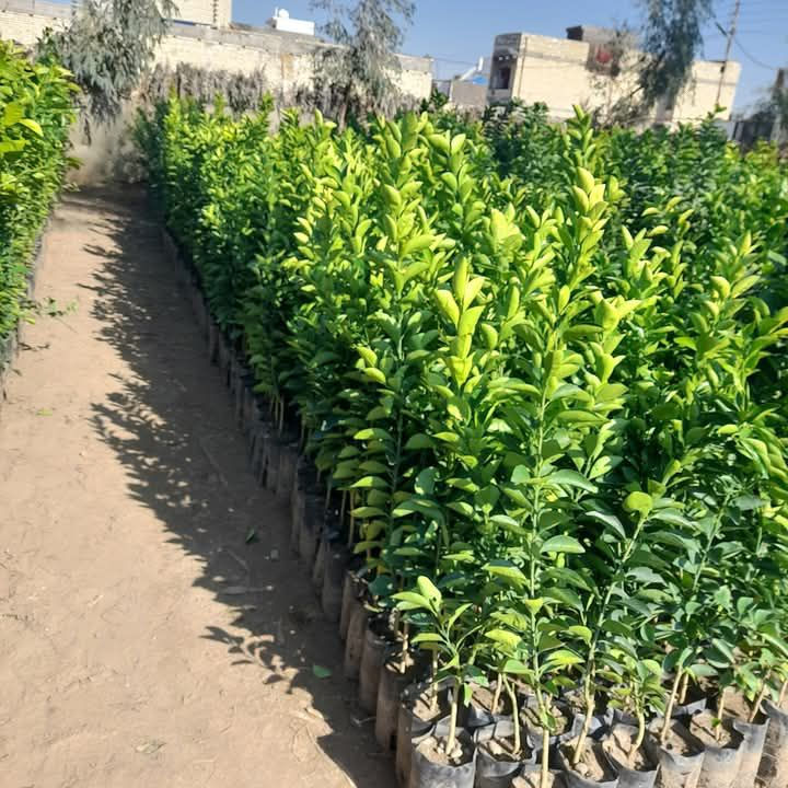 اللهم صلى على محمد وال محمد 
وجبه جديده من أشجار مثمرة تفاح شرابي تفاح إبراهيمي برتقال نومي حامض عراقي  كوجه دموي كوجه اصفر  رارنج نبك تفاحي نبك زيتوني نبك عرموطي  مشتل عروس الفرات نهاية العلكاية طريق المحاويل   رقم المشتل ***********
