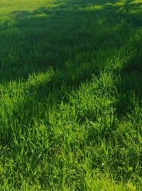بابل فندية • ١٦ دونم • سند ٢٥ ملك