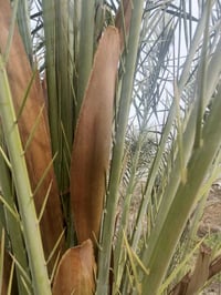 طلعات فحل • نخل كبار • الهوير