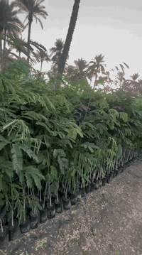 السلام عليكم 
تشكيلة شتلات واشجار مختلفه
البيع جملة فقط 
***********
