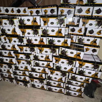 فحم نراكيل طبيعي • اصابع • توصيل ميسان