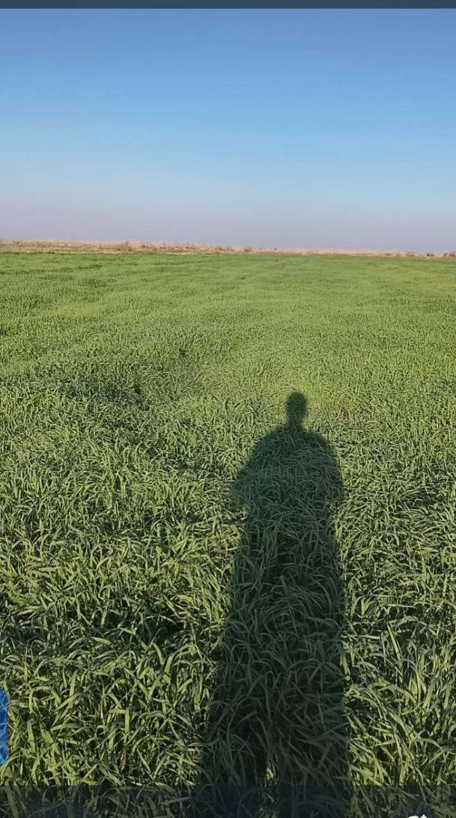 السلام عليكم
جاير دغل وبرسيم 18 دونم  قطاع 1؟
الاتصال ***********
