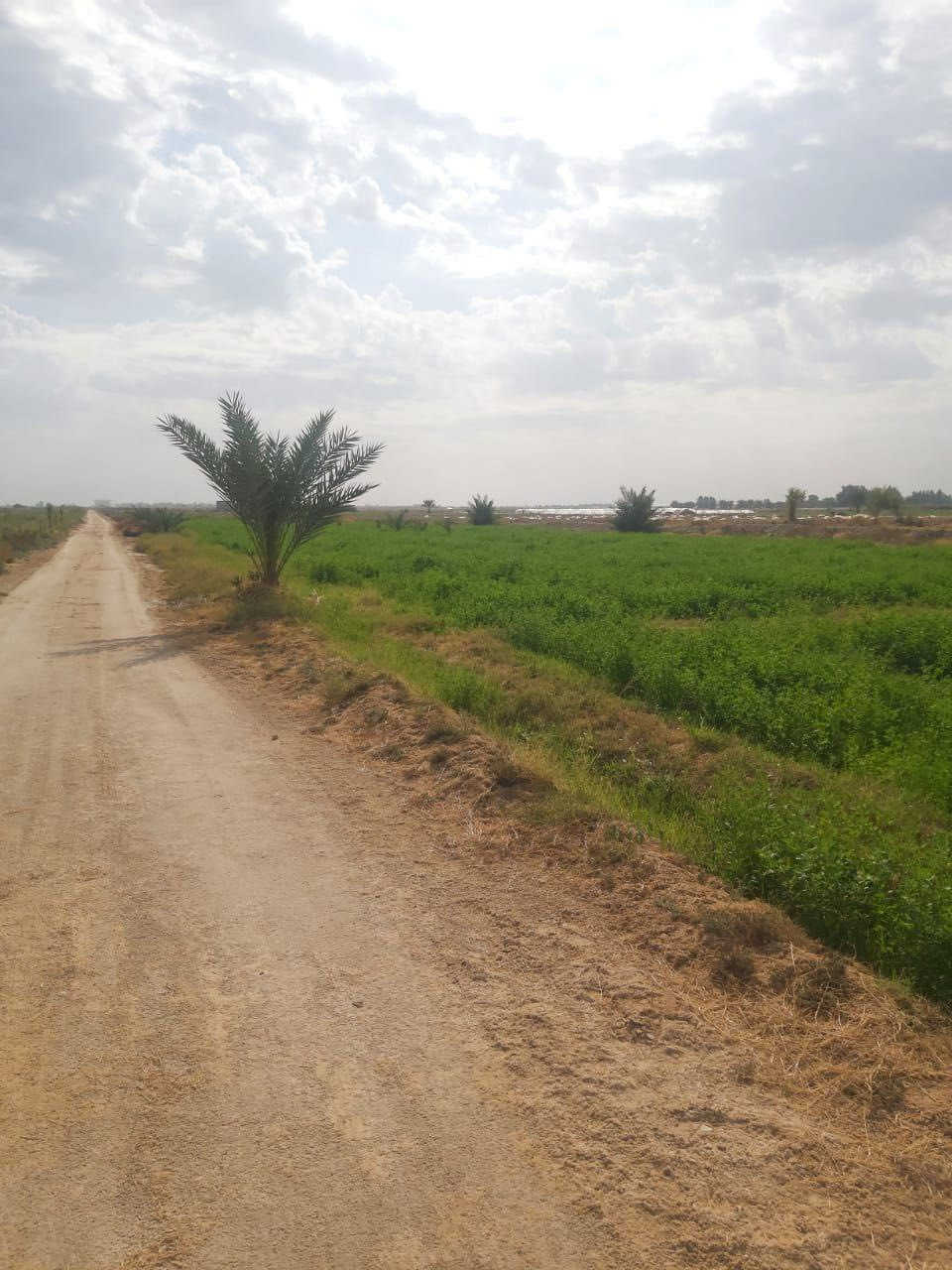 ارض. عقد 35 تبعد عن كربلاء نص ساعه. خمسه دوانم ونص***********
