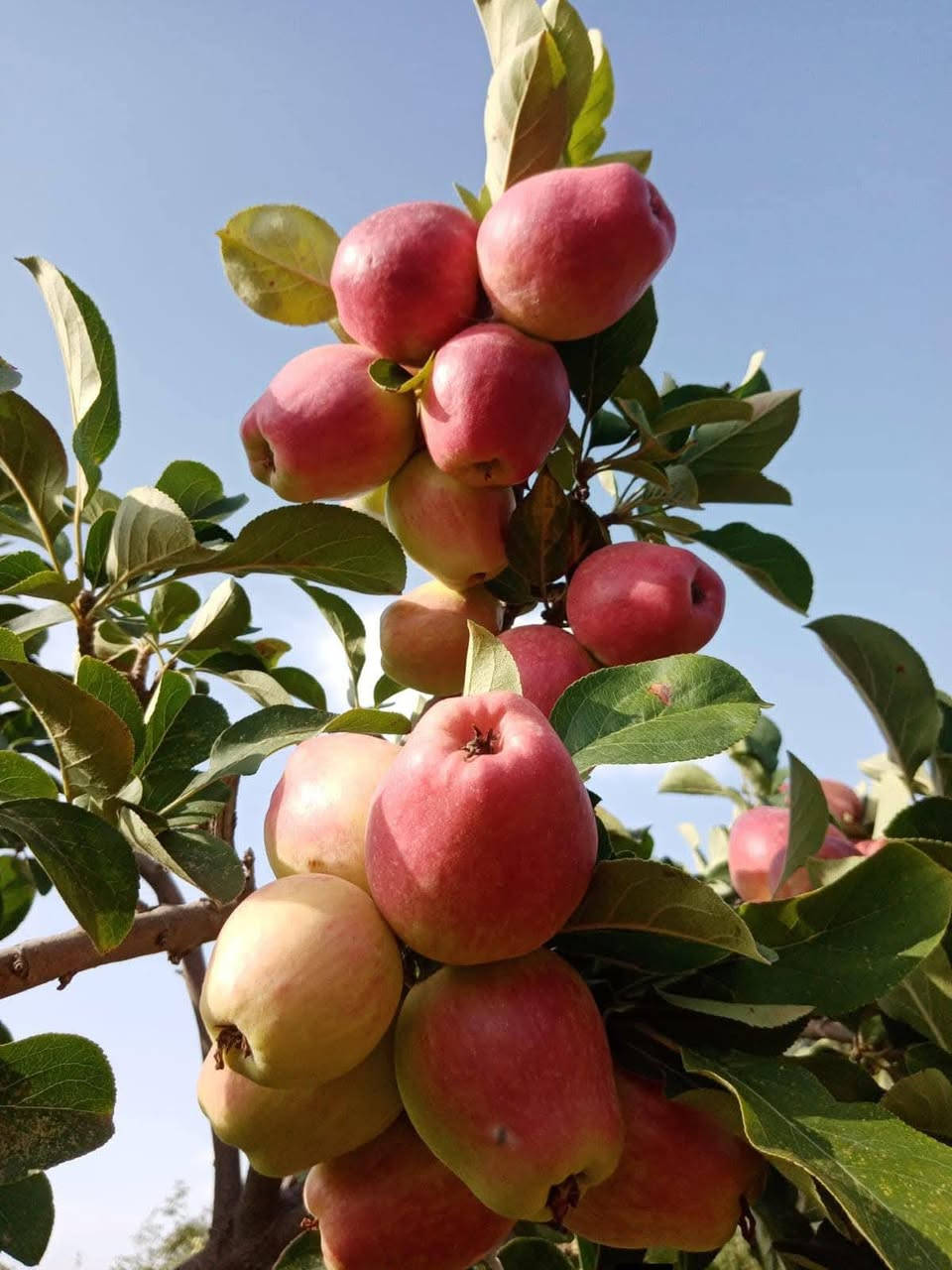 التفاح الاحمر الصيفي 
الشتلات بارتفاع متر تقريبا 
سعر الشتله 8000 دينار
الانبار حديثه 
المهندس الزراعي رائد النعيمي 
للاستفسار والتواصل على الصفحه او واتساب على الرقم 
***********
التوصيل لجميع المحافظات
