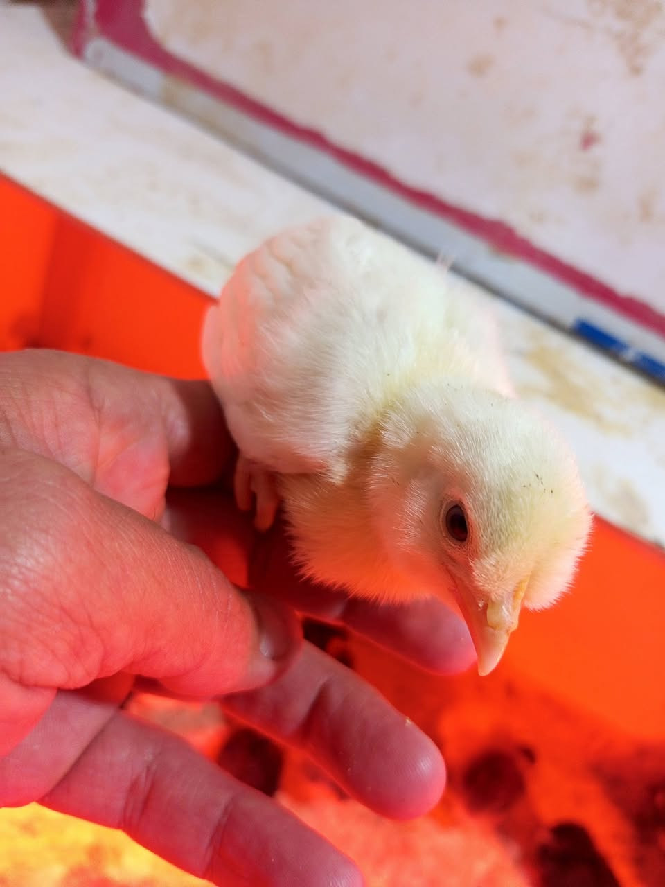 ئەم جوجکانە
بۆفرۆشتن 
کەلار ڕزگاری
***********
