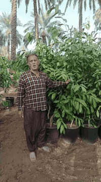 بِسْــــــــــــــــــمِ اللهِ الرَحْمَنِ الرَحِيْمِ
الهم صلي على محمد وال محمد

تم توفير اشجار كبيره سندانه حجم 40

📍موقع المشتل📍 بغداد الكريعات مجاور جامع ابو تراب

البيع جمله فقط..

للاستفسار ومعرفه الاسعار الاتصال على الأرقام 👇🏻👇🏻

***********

***********
