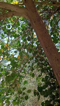 ابي الخصيب باب طويل • ١٠٠٠م • طابو صرف