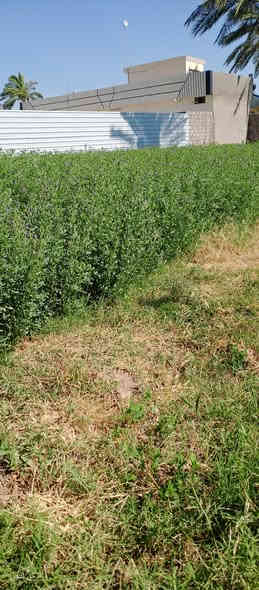 ظمانه جت صافي 14 لوح زملت حمدي قرب جامع الؤزاعي ***********
