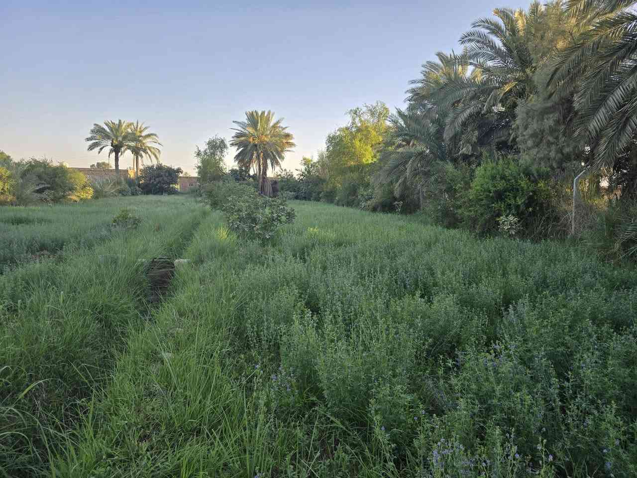 للبيع
بستان  

مساحة دونمين 
طريق السنيه السياحي 
نزله البو شهيب 
سند ٢٥ 
متوفر كافه الخدمات 
ماء
كهرباء 
للاستفسار مراجعة مكتب السنيه للعقار 
قرب جامع السنيه الكبير 
***********
