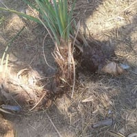 فسائل نخيل • شويثي • صغير الحجم