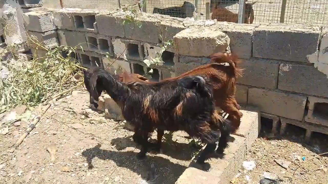 للبيع صخول مضرب شاميات ***********
