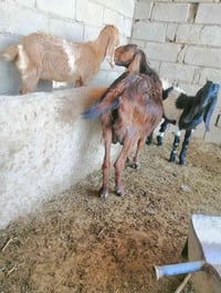 حيوان • توأم ذكر وأنثى • النصر