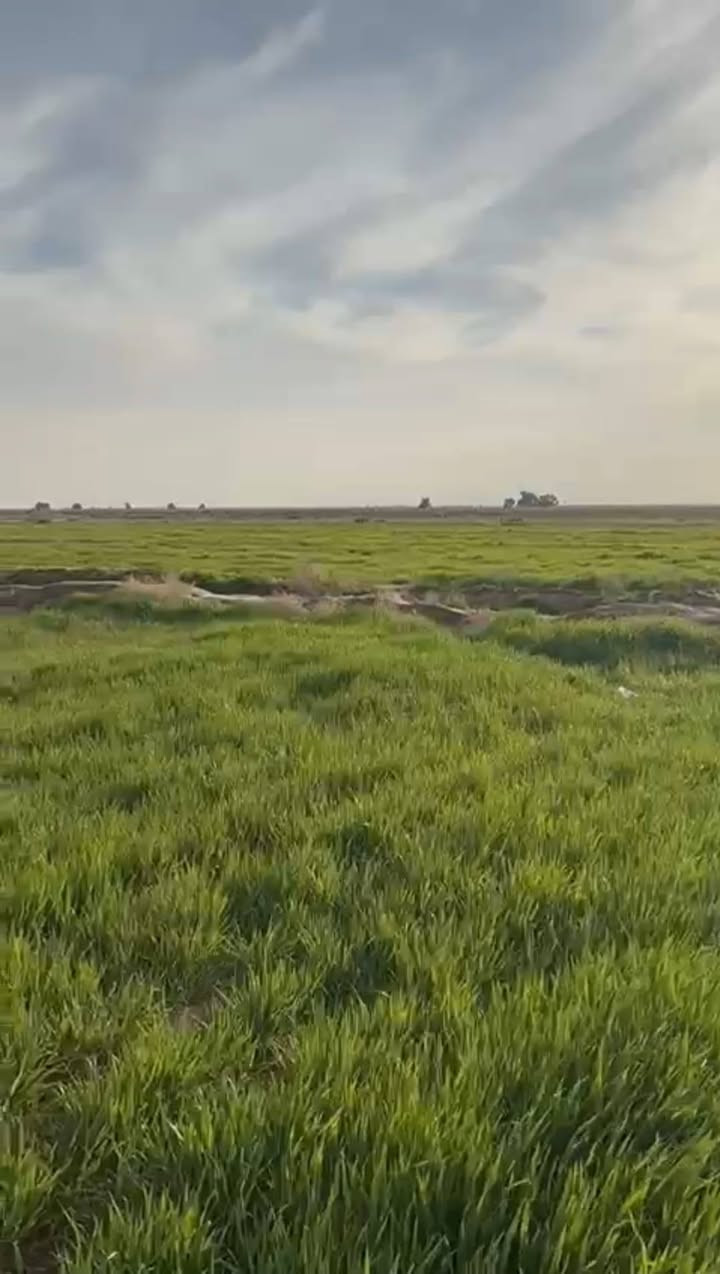 ارض زراعي ٢٠٠ دونم بالرحاب بيه ابار ثنين وغطاس وماطور كهرباء وبيه بيت جديد***********
