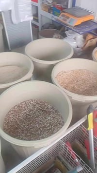 تعلن شركه البركة يوجد لديها أنواع البذور البونيكام وكافت البذور الزراع...