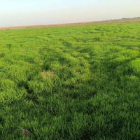 زرع بور • ١٥ دونم • قرب قرية الهوز