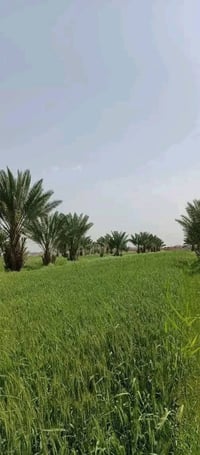 خيكان الجوادية • ١٨ دونم • ٣٠٠ نخلة