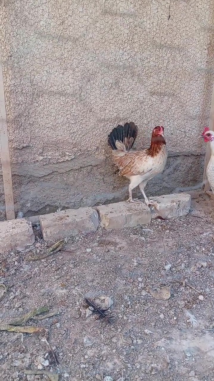 متاح دجاج كويتي


**إذا كنت صاحب هذا الإعلان وتريد حذفه لأي سبب، رجاءا أرسل رسالة إلى الدعم الفني**