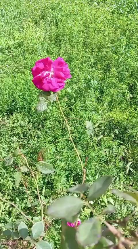 بيت ركن للبيع المتكون من كراج وحديقة واستقبال وهول ومطبخ وغرفتين منام وصحيات بالداخل والخارج والسطح شتايكر ورقم الموبايل(***********) والسعر ١٣٥ مليون دينار عراقي وبيه مجال .
