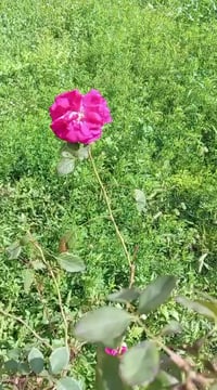 بيت ركن للبيع المتكون من كراج وحديقة واستقبال وهول ومطبخ وغرفتين منام ...