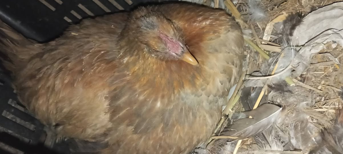 السلام عليكم دجاجات كاركات العدد7كلهن جواهن بيض للبيع الستفسار***********
