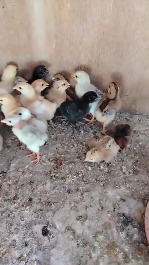 متاح وصاويص عرب العمر بيهن عمر اسبوع وبيهن عمر يومين سعر الزوج 3000 24 طير مكاني عنه


**إذا كنت صاحب هذا الإعلان وتريد حذفه لأي سبب، رجاءا أرسل رسالة إلى الدعم الفني**