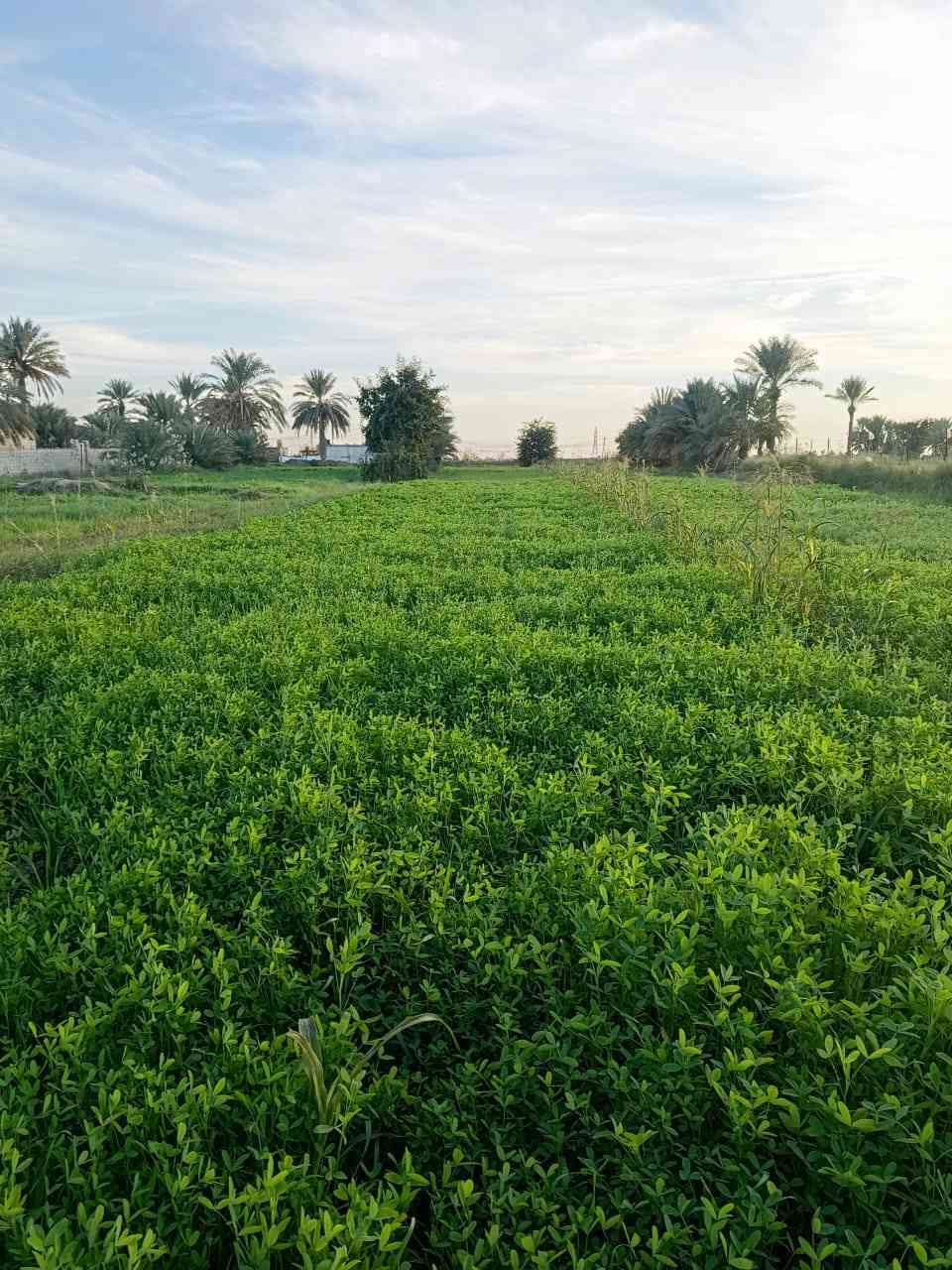 البيع حشيش برسيم زائد شعير  4 دونم على طريق دوايه قريه البخلف ***********
