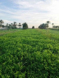 برسيم وشعير • ٤ دونم • دوايه البخلف