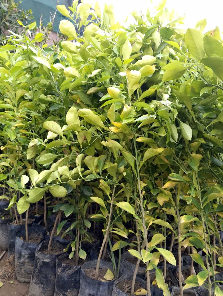 ⛔1000الف دينار⛔
🍊 عروض مشتل الربيع- شتلات نارنج مميزة! 🍊
زبائننا الكرام في ديالى الحبيبة، نود إعلامكم بتوفر وجبة جديدة من شتلات النارنج بمواصفات رائعة وأسعار لا تُنافس!
📏 الارتفاع: متر واحد وأكثر.
🌱 الجودة: شتلات قوية ومثالية للزراعة في هذا الموسم.
💰 السعر: 1,000 دينار فقط للشتلة الواحدة!
📦 الكمية: متوفرة بكميات كبيرة 🔺جمله-مفرد🔺
📍 العنوان: بعقوبة - تقاطع الإمام عبدالله بن علي (ع).
سارعوا بالزيارة لاقتناء أفضل الشتلات قبل نفاذ الكمية!


**إذا كنت صاحب هذا الإعلان وتريد حذفه لأي سبب، رجاءا أرسل رسالة إلى الدعم الفني**