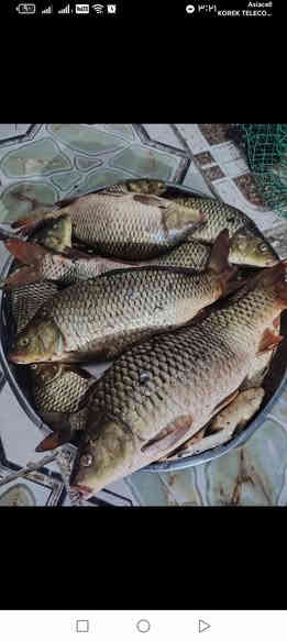 السلام عليكم اخواني سمج صيد كاريبي وابو خريزة وشانك وهواي انواع
 الكاريبي ب 5 الكيلو
ابو خريزة ب 6 الكيلو
الشانك ب 3 الكيلو 
مخبوط زوري ب 3 الكيلو
مكاني تاجي حي الحسن العسكري *********** قرب مدرسة الاخيضر ***********
