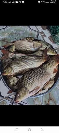 اخواني سمج صيد كاريبي وابو خريزة وشانك وهواي انواع  الكاريبي ب 5 الكيل...