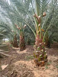 مساحه ١٠ قطع يعني الف متر مربع تمام طابو سند ٢٥ معه صاحب السند مباشر ب...