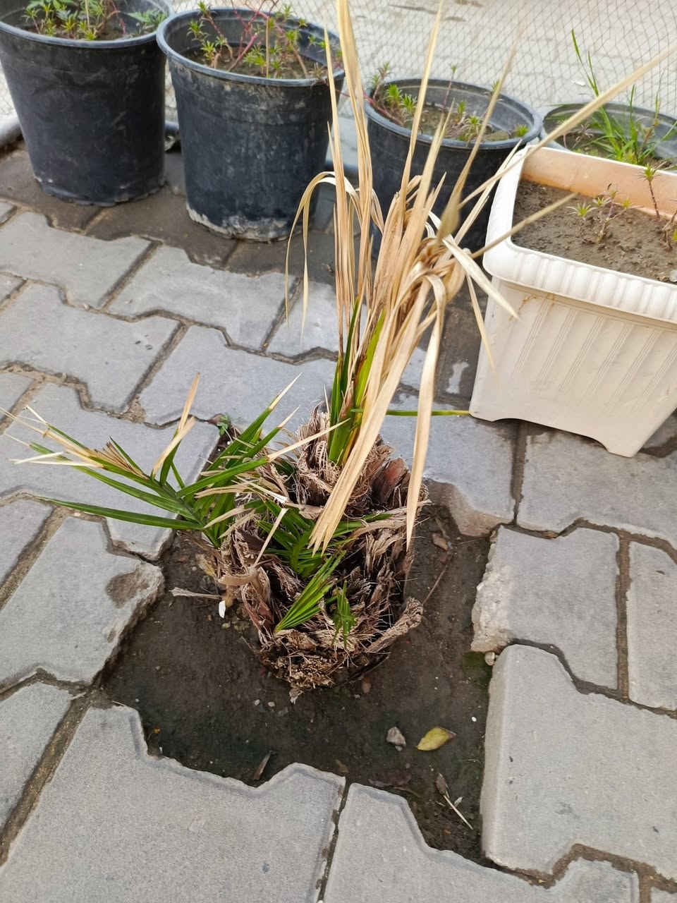 سلام عليكم حديقة للبيع بيه أكاسيا المصرية مع سندانات كثيره مكاني نجف


**إذا كنت صاحب هذا الإعلان وتريد حذفه لأي سبب، رجاءا أرسل رسالة إلى الدعم الفني**