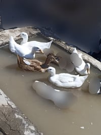 خضيريات • ٥قطع • شامية