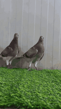 بغداد • حي جميلة • لوفت السعادة