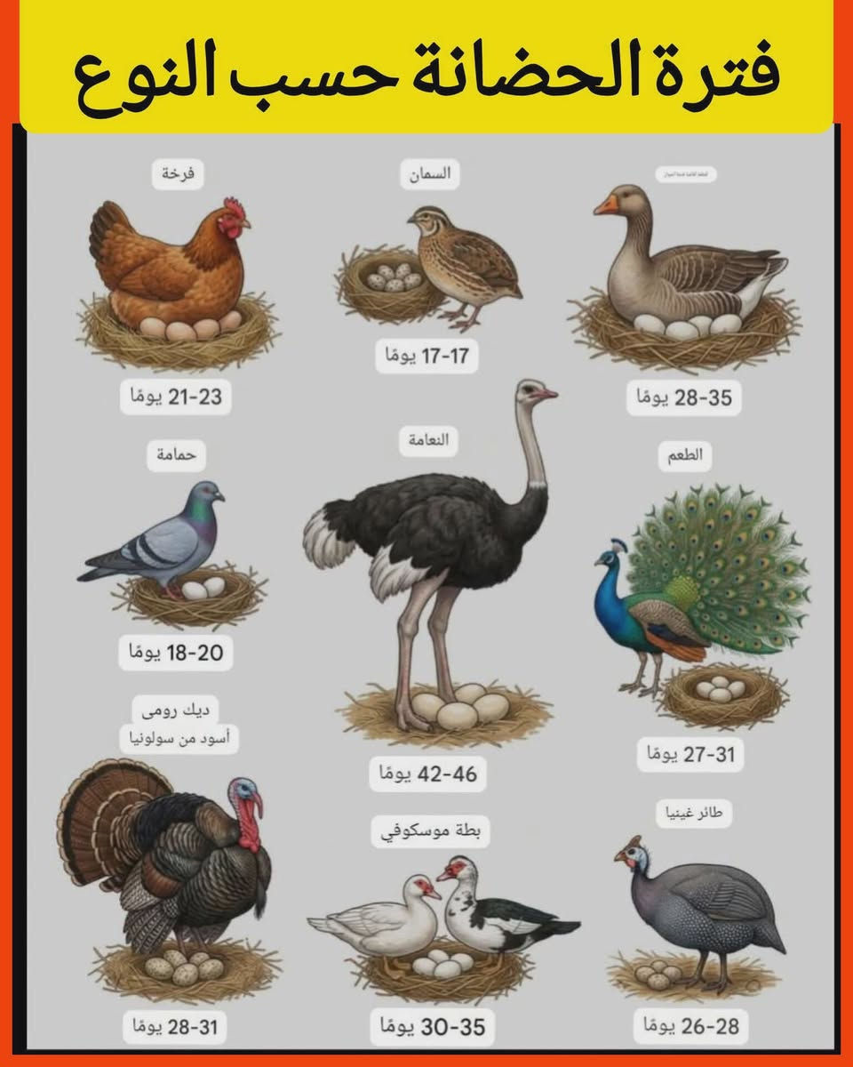 🦆 🐥  🦃 🦚   🦢 🦜
 نسبه فقسها 98 / 100
أنت تم الأشاره إليك من قبل النجمه الذهبيه للمفاقس عن تصفية مخازنها بعرض خاص للتنزيلات في اسعارها لايتكرر  حيث يتوفر لديها اعداد قليله من المفاقس الفول توماتيك تقليب الكتروني توقيتي ملحق بالمفقس قناني ماء لتزويد المفقس ذاتياً بالماء من دون تدخل بشري للحفاض على درجة رطوبة المفقس والتي تعمل باللمس وتشتغل على الكهرباء وبطاريه 12فولت مباشر من دون عاكسه مزودة بتقنية عالية الجودة وبأسعار مناسبه مزوده بسونار لفحص تخصيب البيض وكذلك جهاز انذار للتنبيه عند حدوث اي خلل وبشاشه ديجتل لقراءة درجة حرارة ورطوبة المفقس وباحجام وسعات مختلفه تبداء من
 12و 16 و 36 و 48 بيضه ...
مفاقسنا تصلح لفقس جميع انواع بيوض الدواجن
🦆 🐥 🐓 🦃 🦚 🦢 🦜
 نسبه   فقسها    تتخطى   98  بل 10
ولدينا خدمة توصيل لجميع محافظات العراق 
للحجز والاستفسار على الهاتف والواتساب ***********
سارع بالحجز قبل نفاذ الكميه المتبقيه ...
