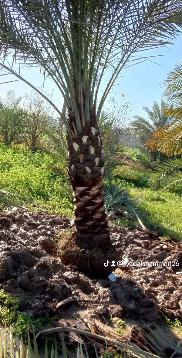 ياالله السلام عليكم
تتوفر جميع الإمايات ارتفاع من متر واكبر 
اليرقب بشراء عنوان واسط الصويره 
***********////***********
