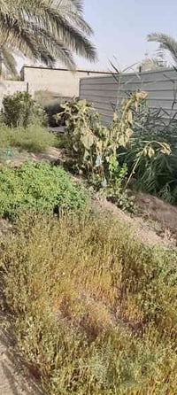 بصرة أبي الخصيب • ٥٣٠م • وقف سني