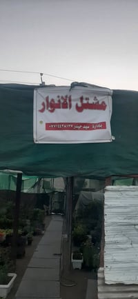 مشتل الانوار • أشجار زينة • تنصيب ارصفة