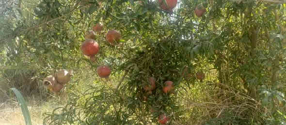 الف متر  للبيع طابو زراعي سند 25 تحويل مباشر بسم المشتري العنوان بغداد ناحية الراشديه الواجهه 20 للاستفسار الاتصال على الرقم *********** مكتب العبيدي للعقار
