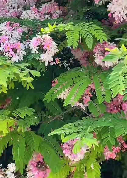 متاح لدينا بذورها بذور شجرة اكاسيا نيدوزا لطلب والحجز واتساب *********** السماوه
أومراسلة الصفحه يوجد خدمة توصيل طلبات داخل السماوه ولكافة المحافظات لباب البيت أنواع البذور الاستوائية النادره
