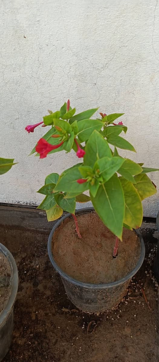 نباتات للبيع


**إذا كنت صاحب هذا الإعلان وتريد حذفه لأي سبب، رجاءا أرسل رسالة إلى الدعم الفني**