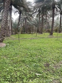 كربلاء الحسينية • ١٢٥٠م • طابو زراعي