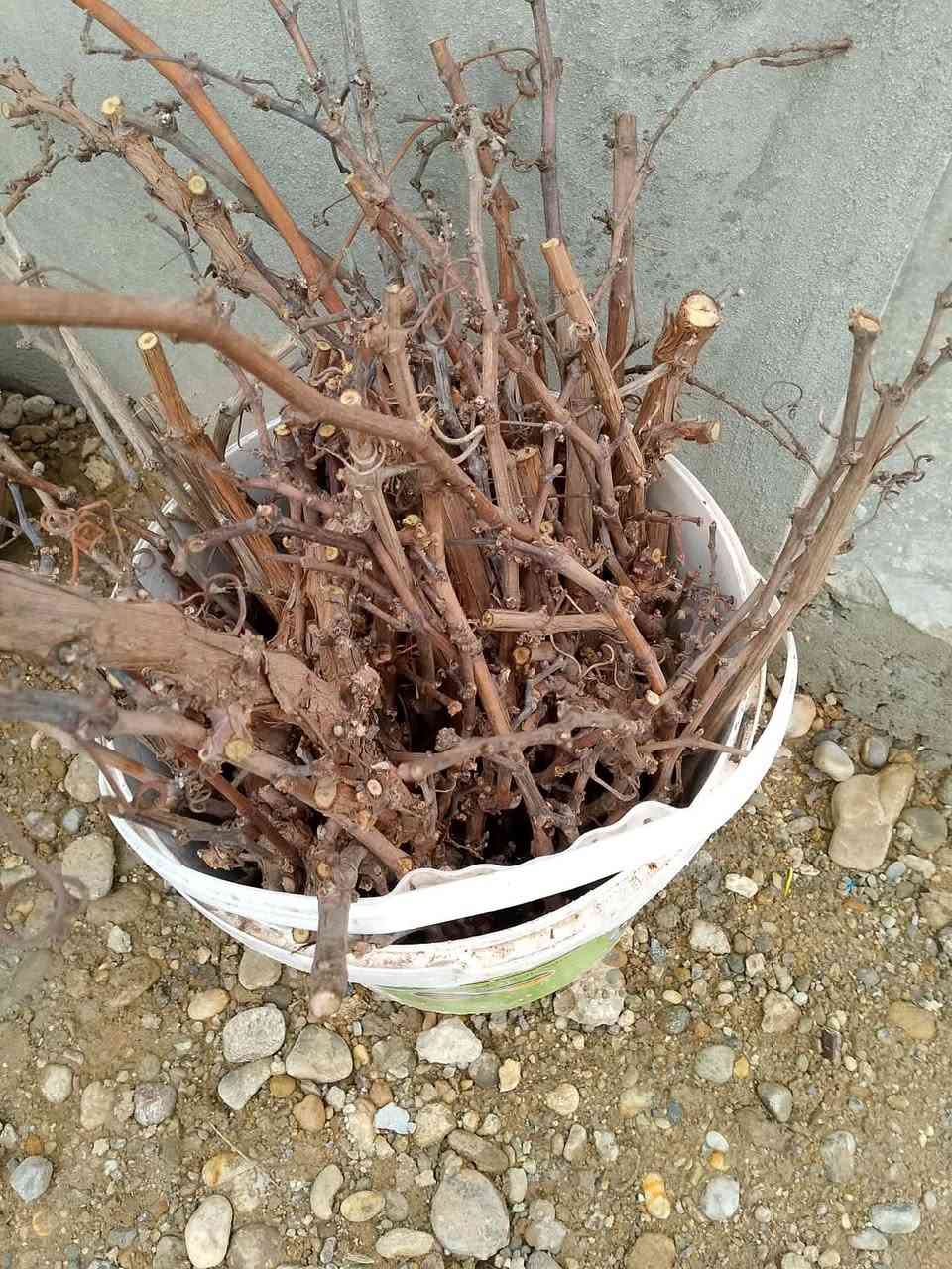 سلام عليكم
يوجد اقلام عنب  اليريد للأجر 
هاي صورة العنب مال الشجره 
موحود عد راكان ياسين طه


**إذا كنت صاحب هذا الإعلان وتريد حذفه لأي سبب، رجاءا أرسل رسالة إلى الدعم الفني**