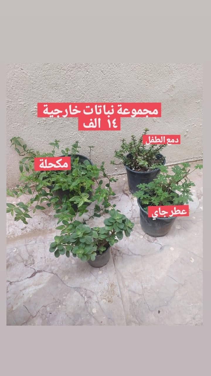 نباتات طبيعيه للبيع دائميات يوجد توصيل كل المحافظات


**إذا كنت صاحب هذا الإعلان وتريد حذفه لأي سبب، رجاءا أرسل رسالة إلى الدعم الفني**