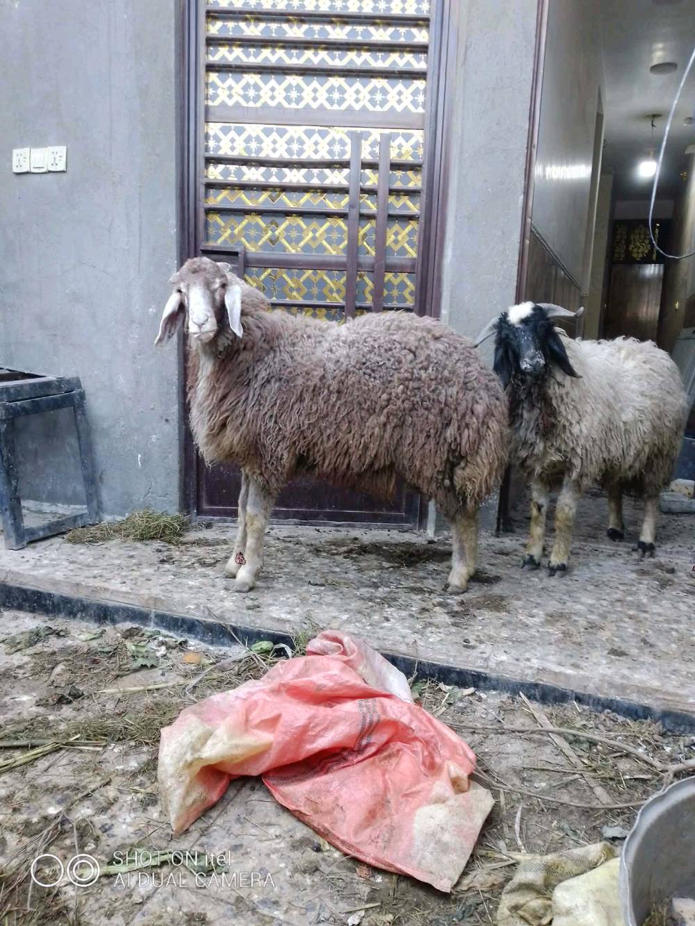 بغداد  قضاء الحسينيه مجاور السوق الكبير 