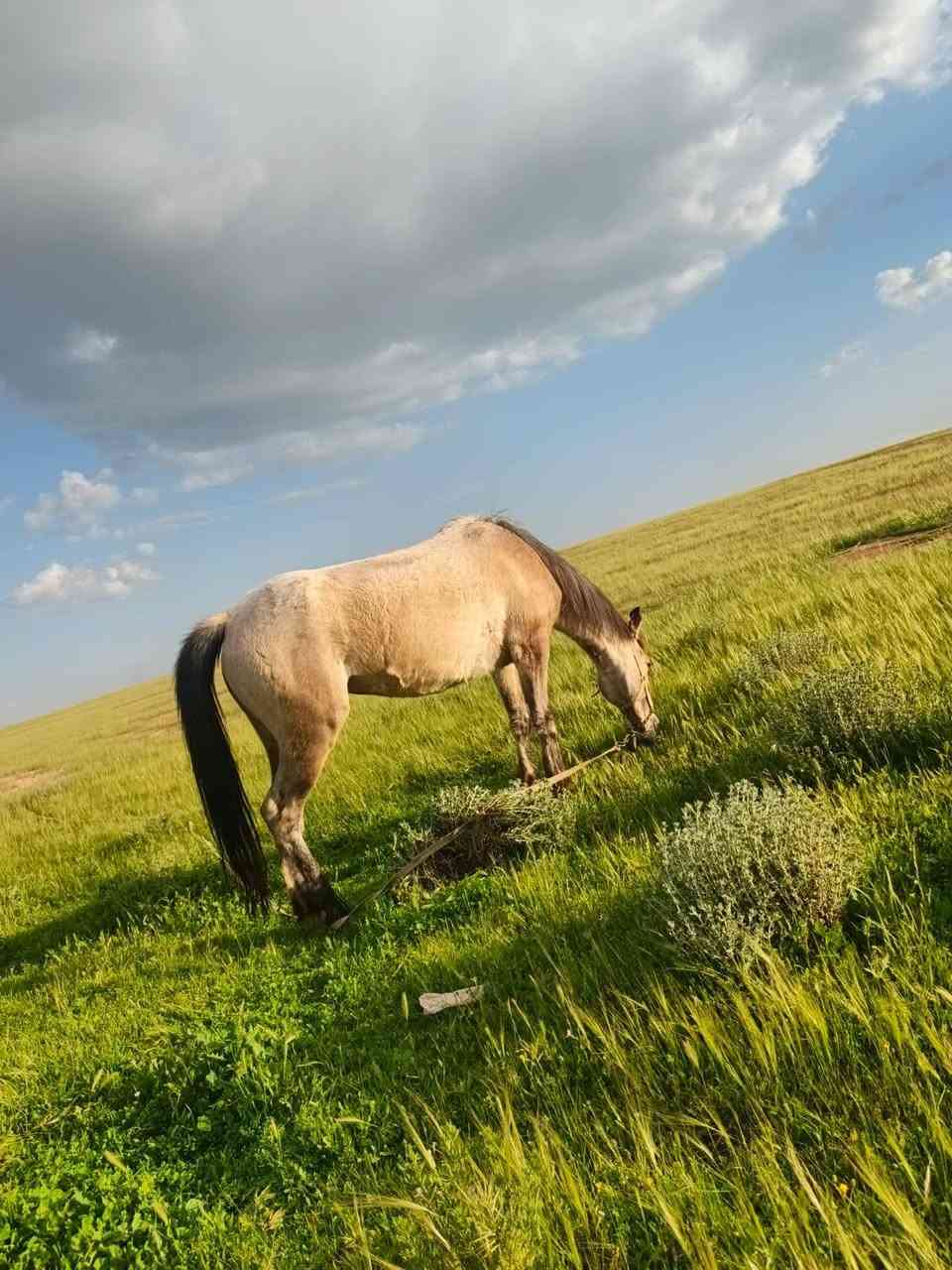 مكلف بالنشر
فرس كرديه  عشار 7اشهر للبيع رقم صاحبه  *********** مكانه عوينات
